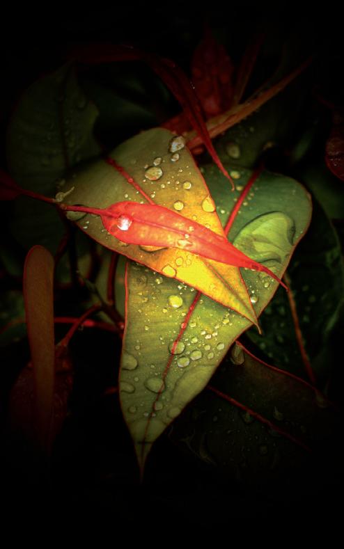 Workshop "Il giardino incontra la luce"